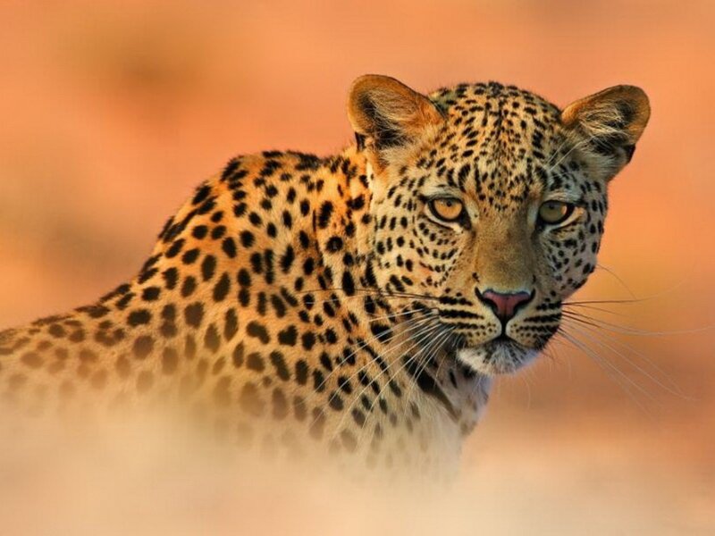 Leopard in Savanna — Orange