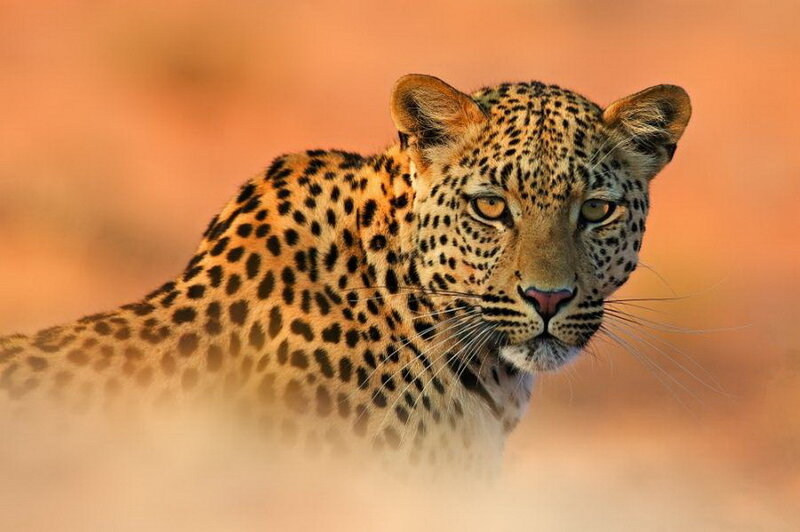 Leopard in Savanna