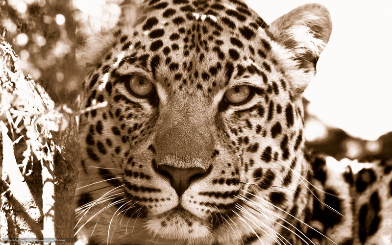 Leopard in sepia portrait
