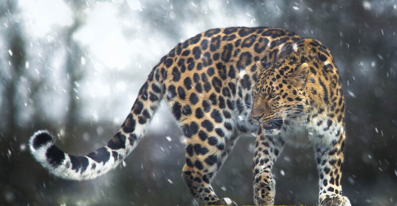 Leopard in Snow — Black