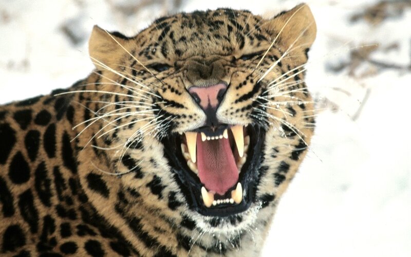 Leopard in Snow — Brown, Aggressive