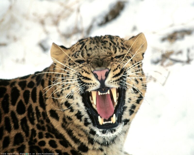 Leopard in Snow — Brown, Aggressive, Winter, Photograph, Open Mouth
