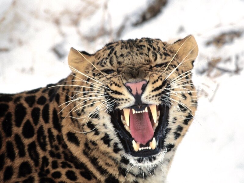 Leopard in Snow — Brown, Aggressive, Winter