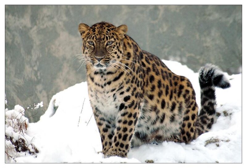 Leopard in Snow — Brown, Alert