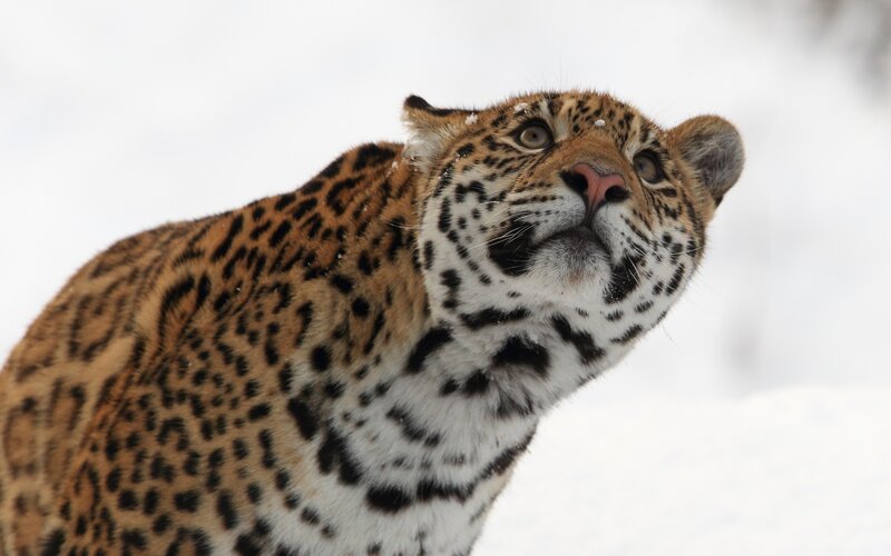 Leopard in Snow — Brown, Alert, Winter, Photograph