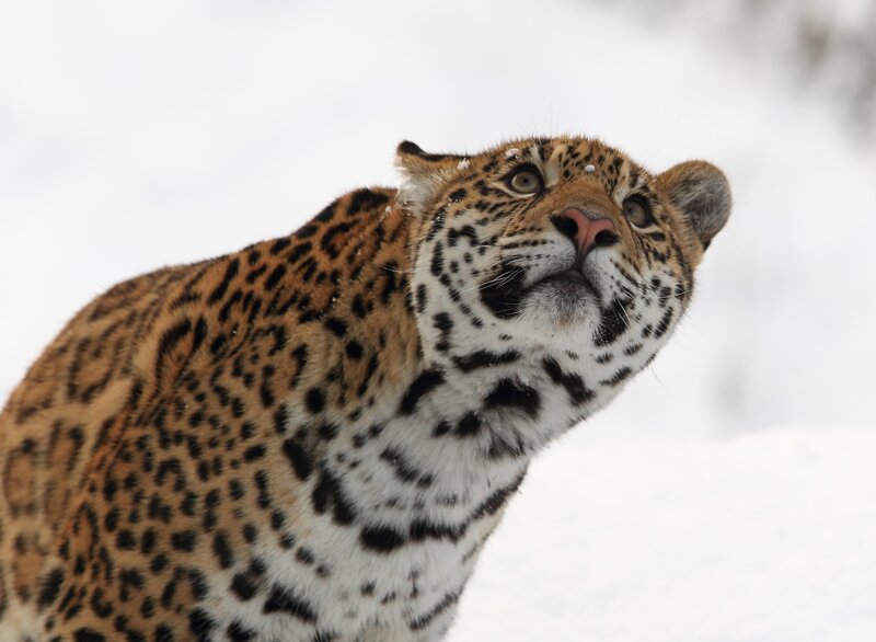 Leopard in Snow — Brown, Alert, Winter, Photograph, White Background