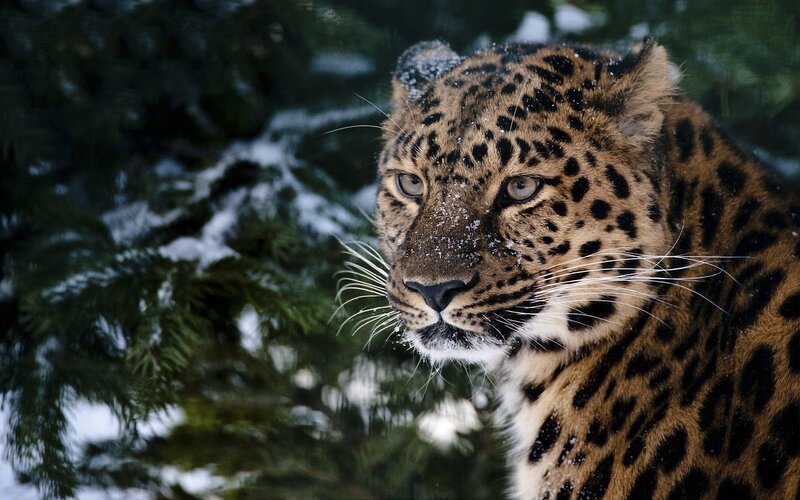 Leopard in Snow — Brown, Alert, Winter