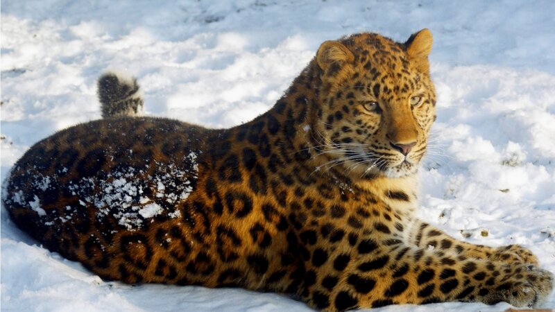 Leopard in Snow — Brown, Calm