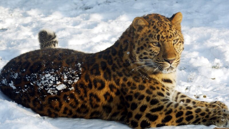 Leopard in Snow — Brown, Calm, Winter