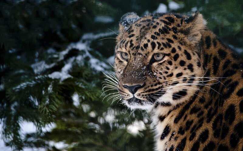Leopard in Snow — Brown, Dramatic
