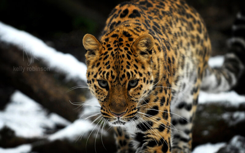Leopard in Snow — Brown, Intense