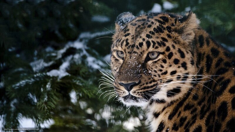 Leopard in Snow — Brown, Intense, Winter