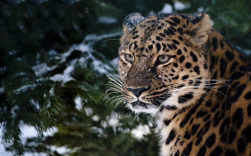 Leopard in Snow — Brown, Serious