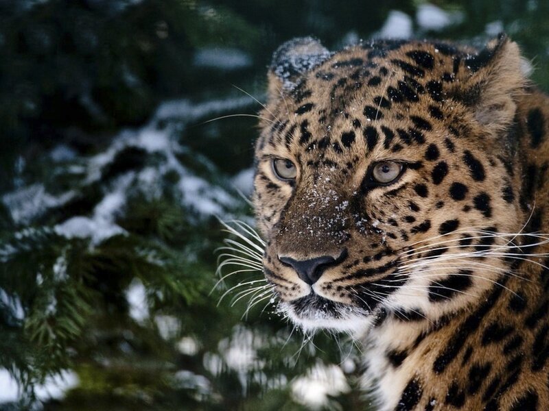 Leopard in Snow — Brown, Serious, Winter
