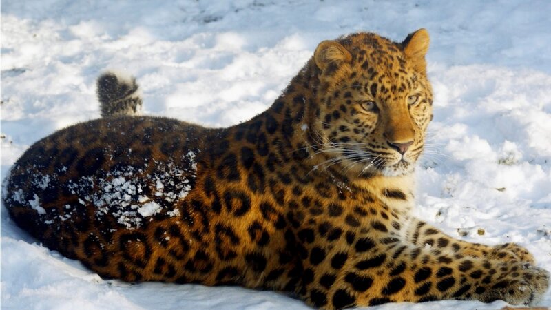 Leopard in Snow — Brown