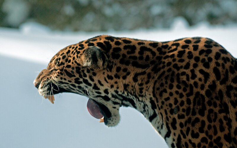 leopard in snow