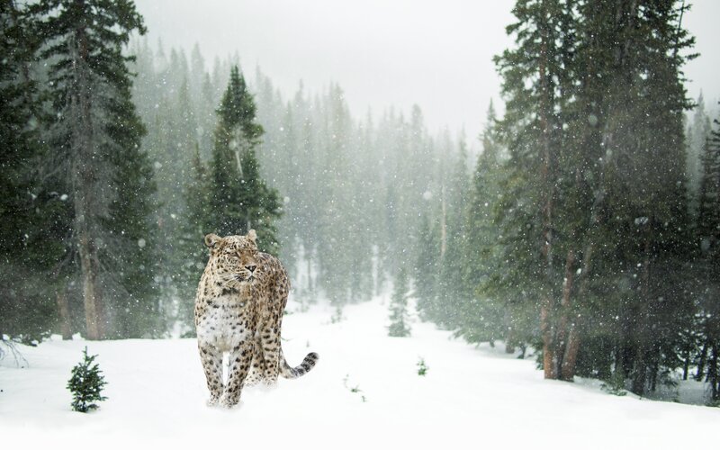 Leopard in Snow — White, Cold