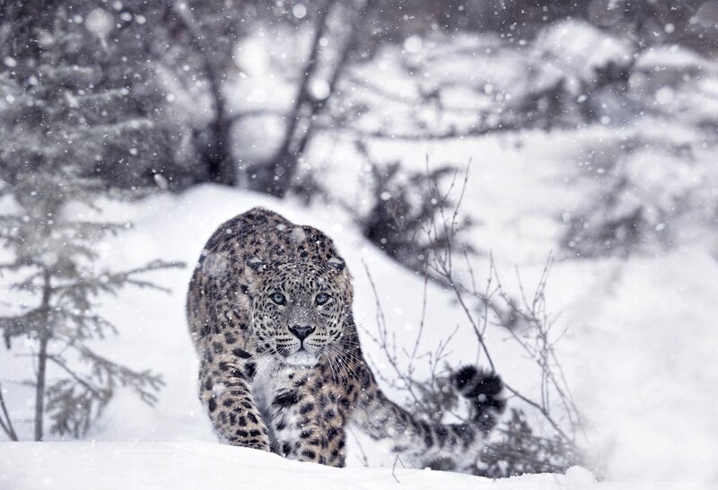 Leopard in Snow — White, Cold, Winter