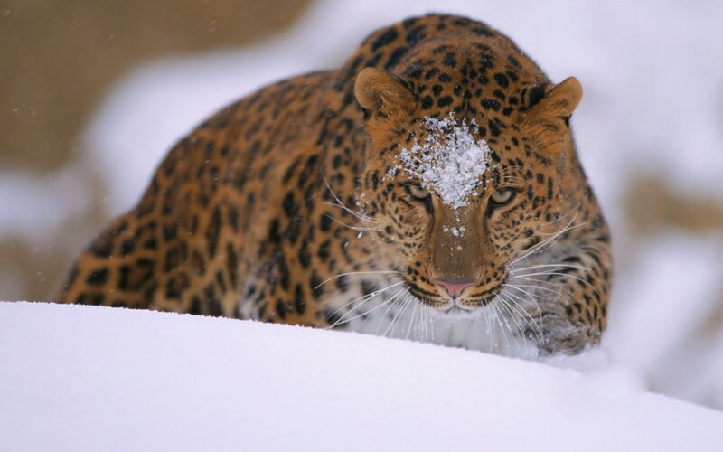 Leopard in Snow — White, Intense
