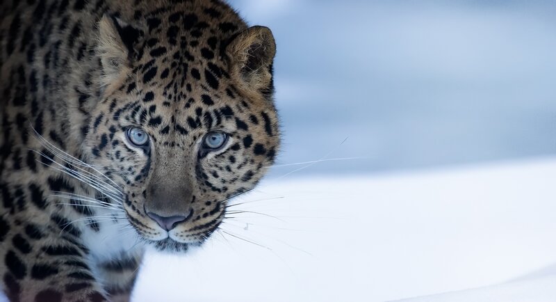 Leopard in Snow — White, Intense, Winter
