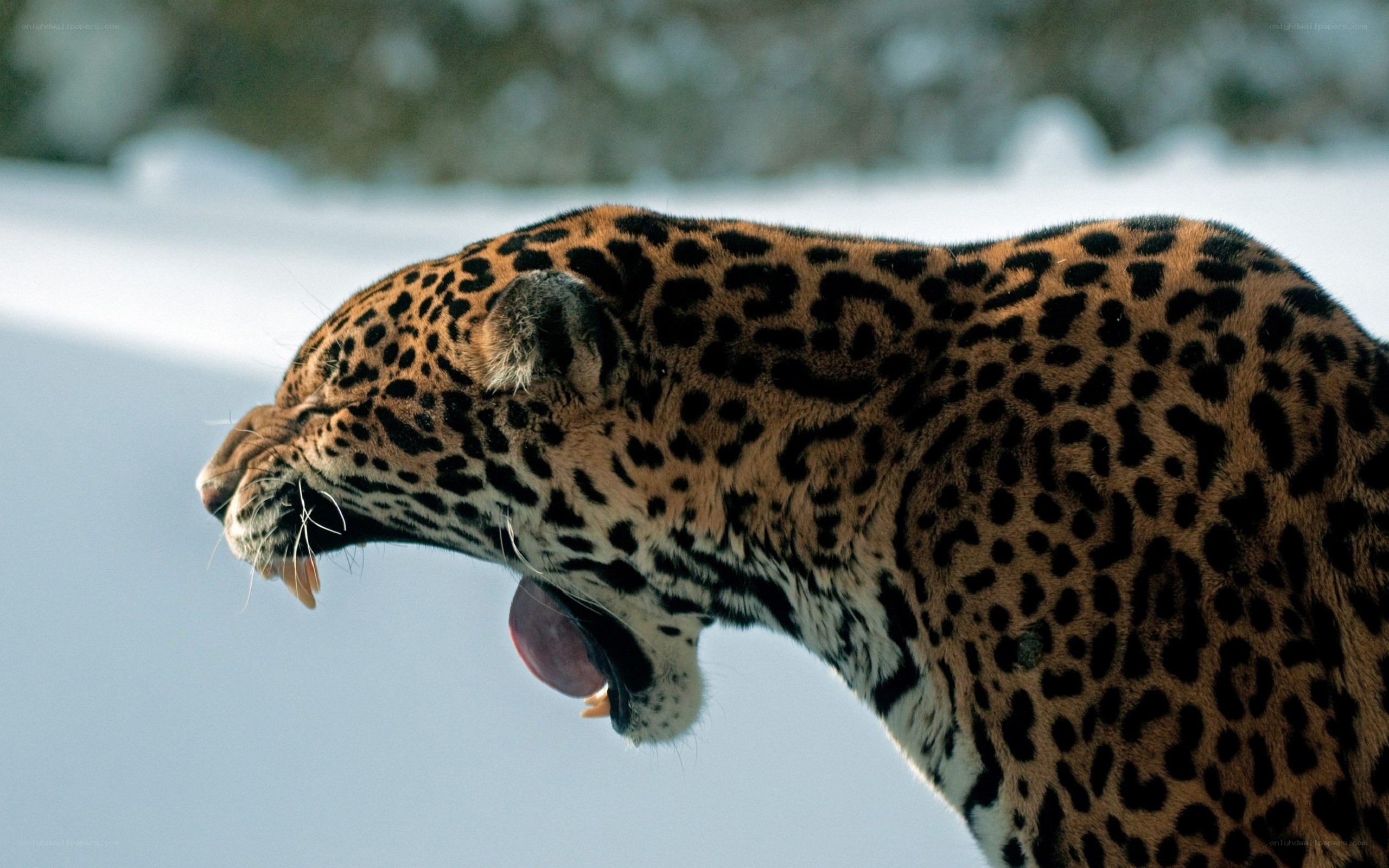 leopard in snow