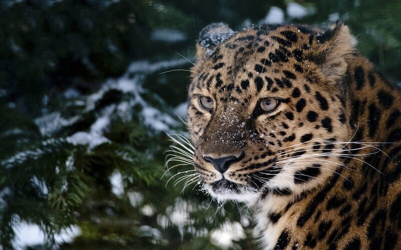 Leopard in snowy forest