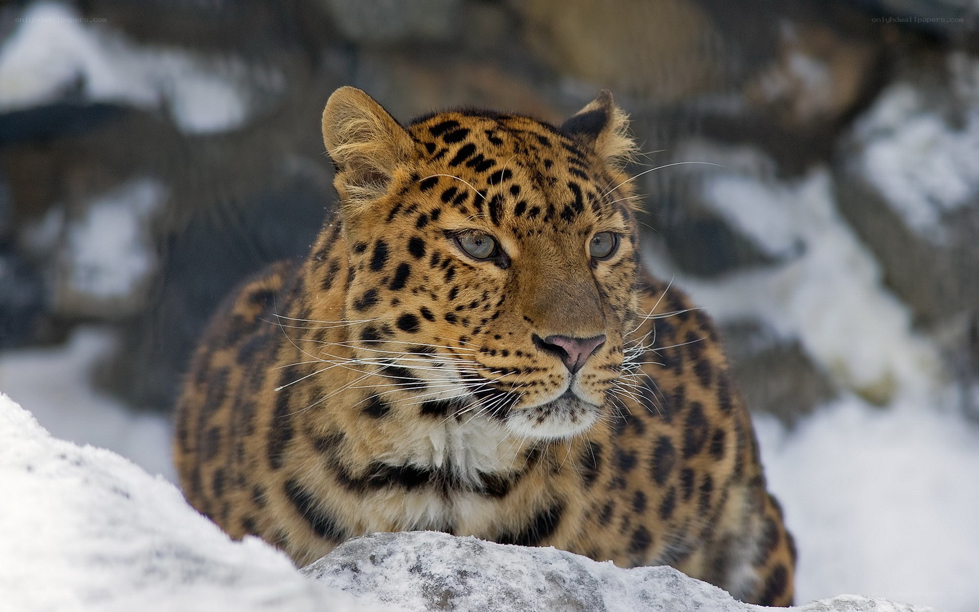 Leopard in snowy landscape