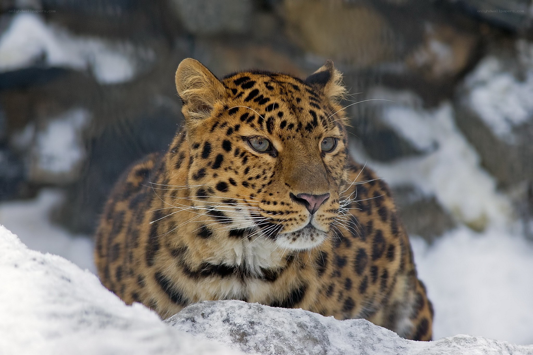 Leopard in snowy landscape