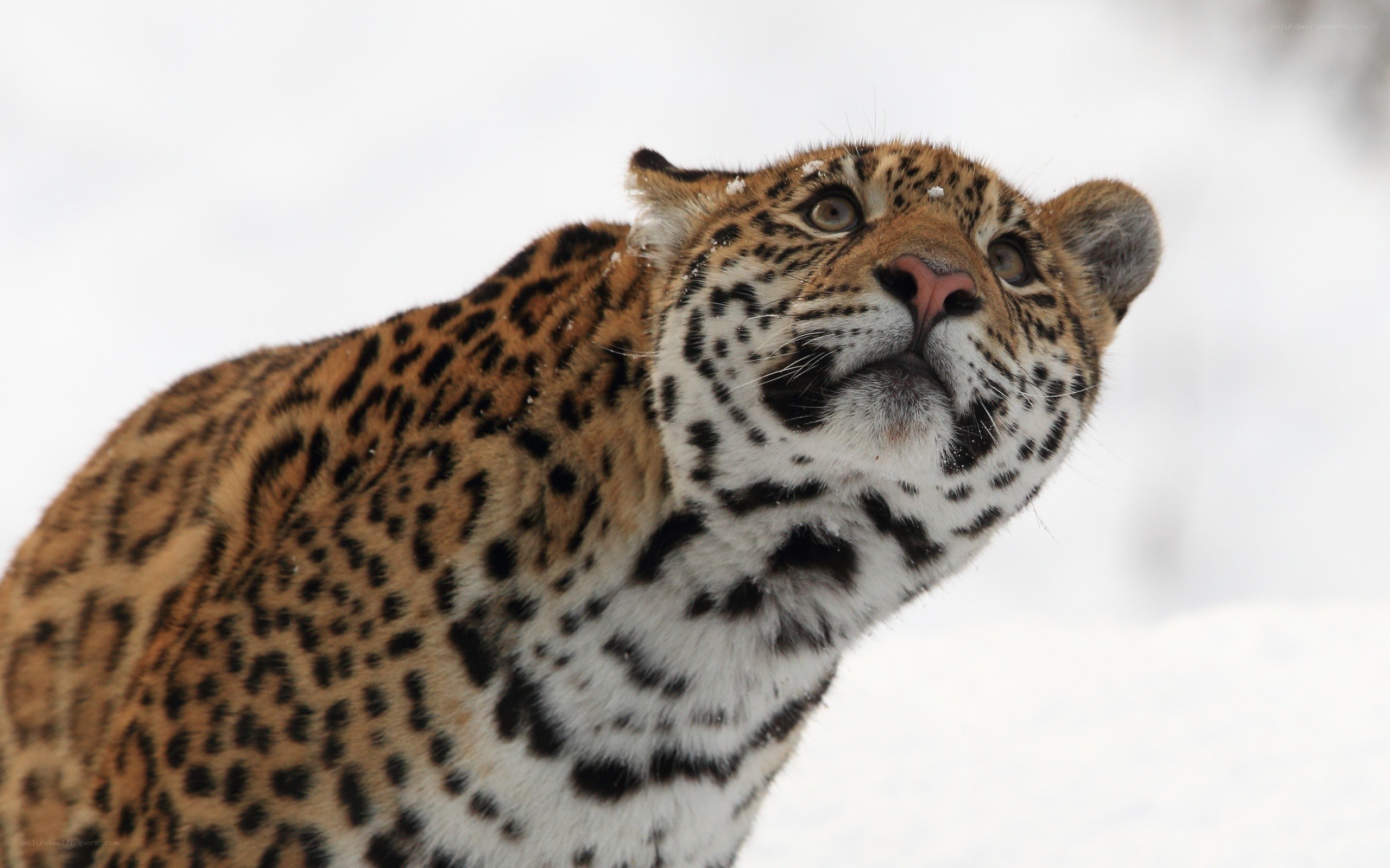 Leopard in snowy landscape