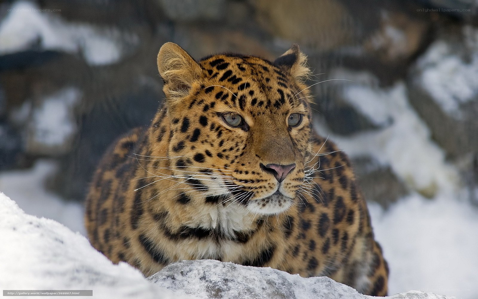 Leopard in snowy landscape