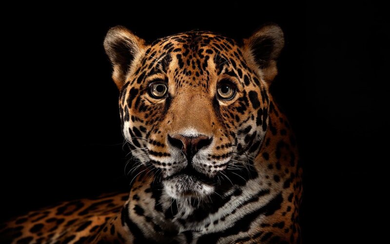 Leopard in Studio