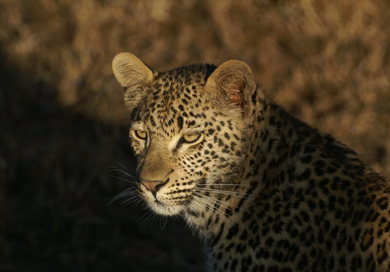 Leopard in Sunlight — Brown