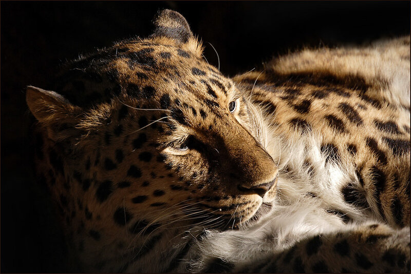 Leopard in sunlight