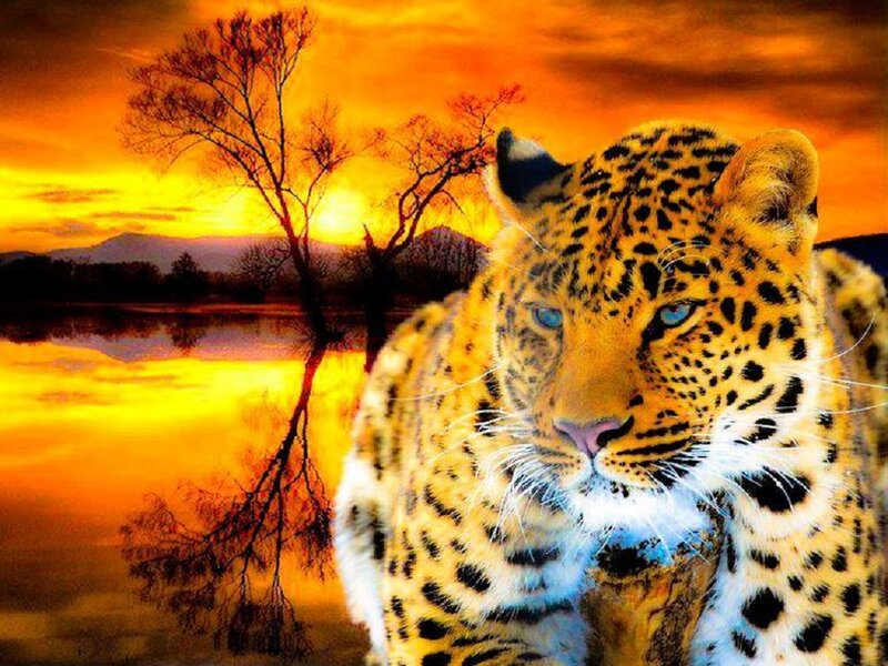 Leopard in Sunset — Orange