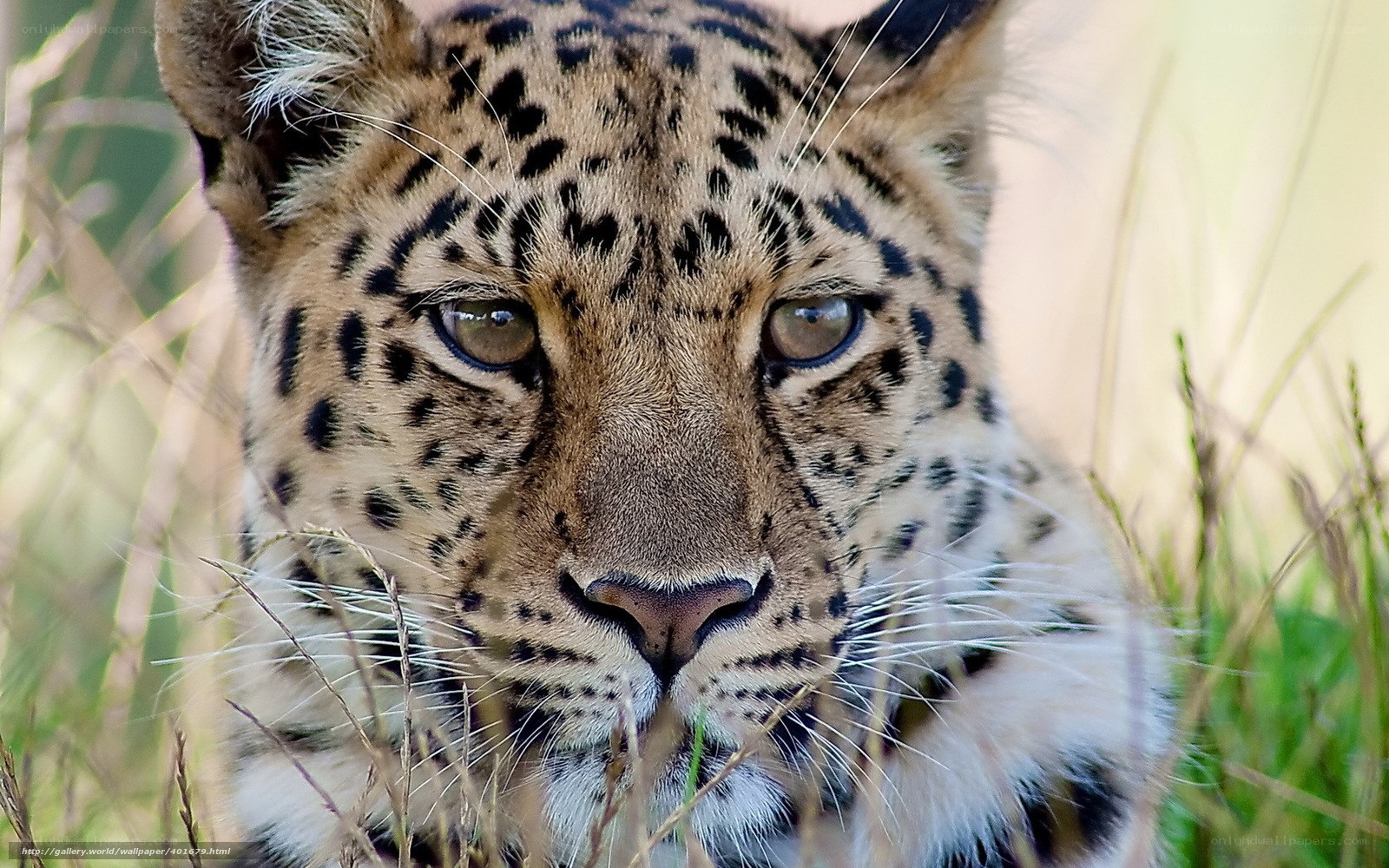 Leopard in tall grass