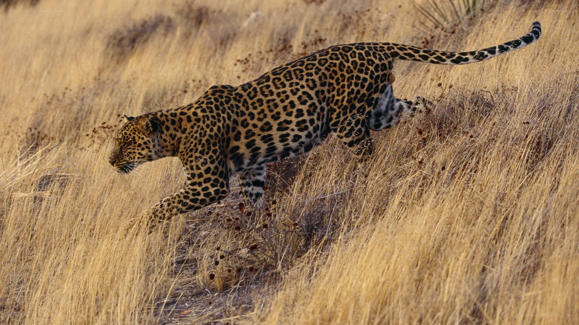 Leopard in tall grass