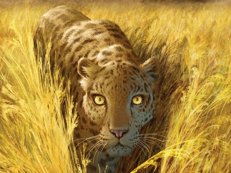 Leopard in tall grass