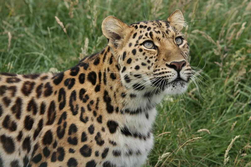 Leopard in tall grass