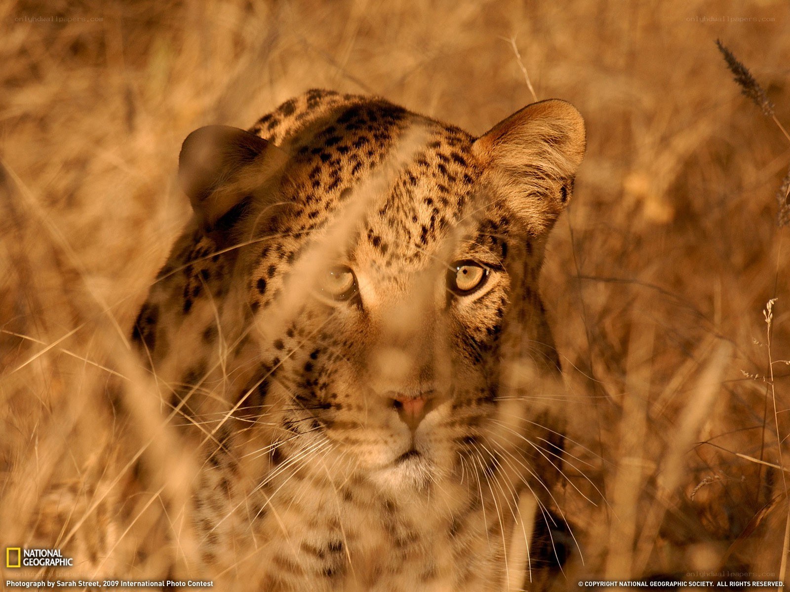 Leopard in tall grass