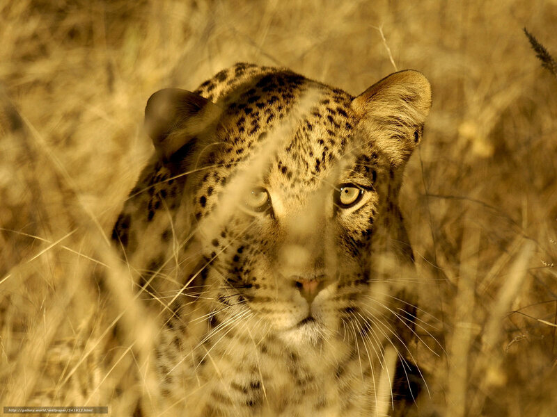 Leopard in tall grass