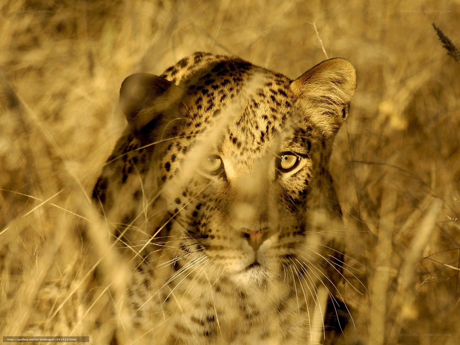 Leopard in tall grass