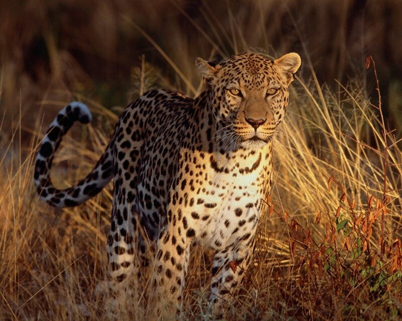 Leopard in tall grass
