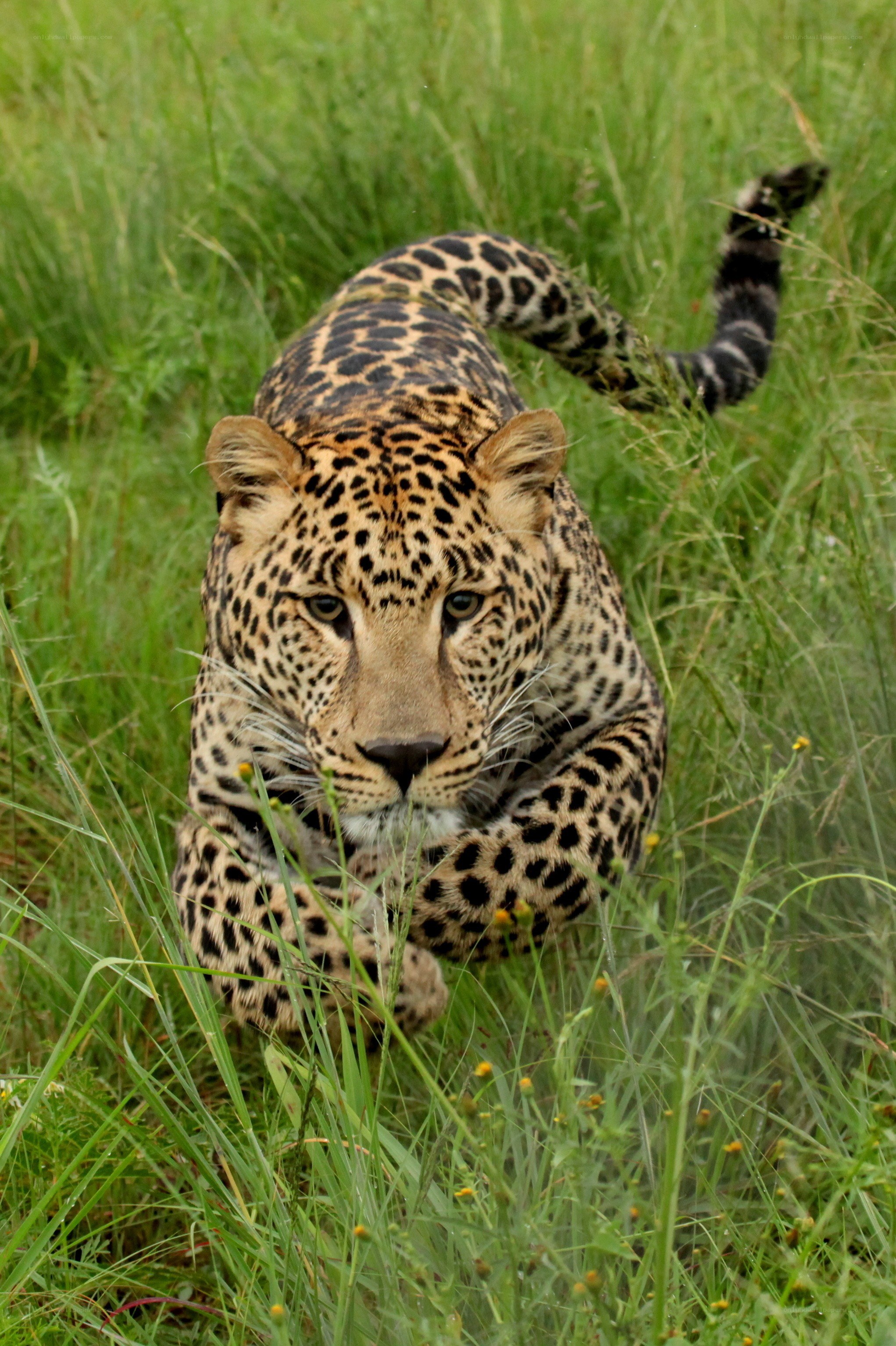 Leopard in tall grass
