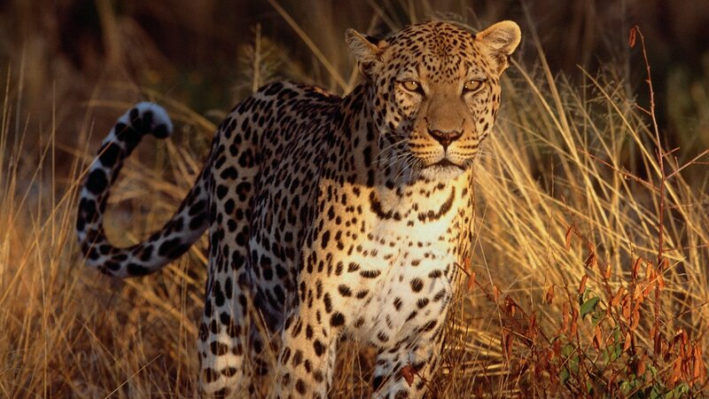 Leopard in tall grass