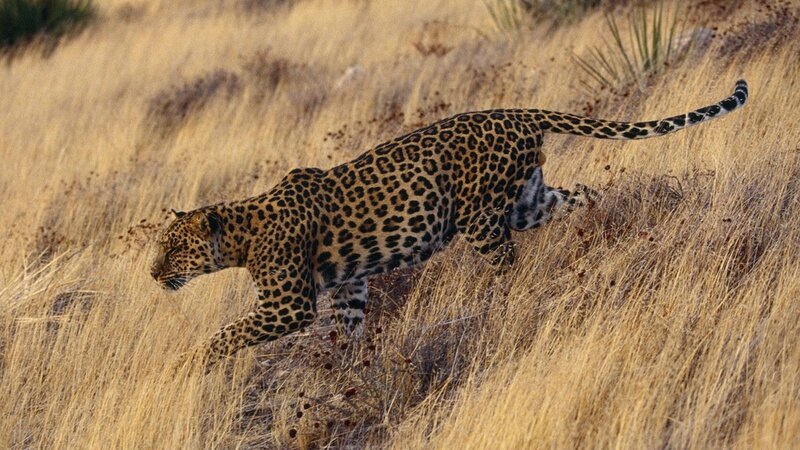 Leopard in tall grass