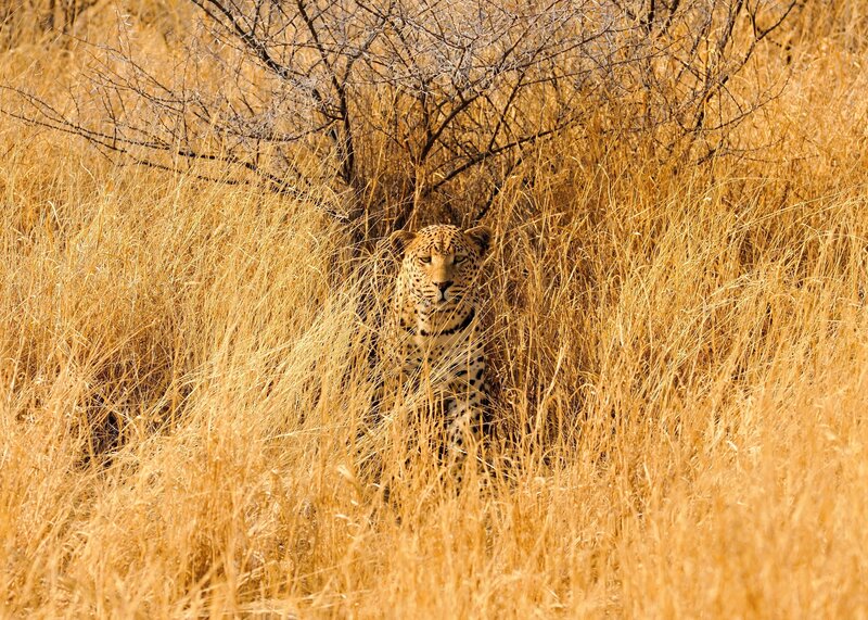 Leopard in tall grass