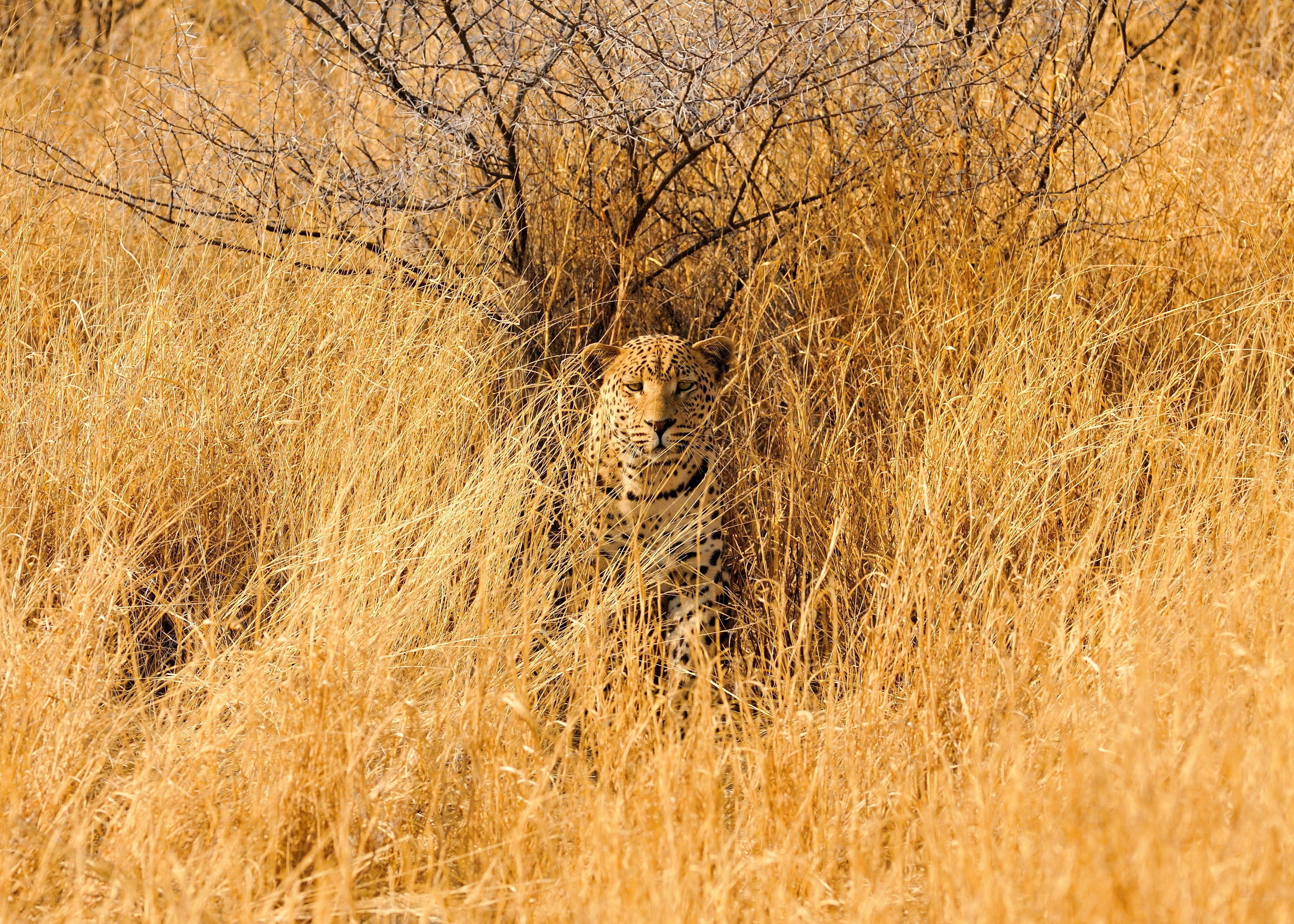Leopard in tall grass