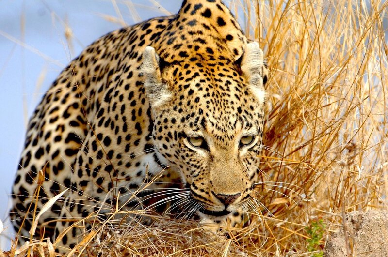 Leopard in tall grass
