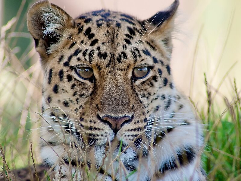 Leopard in tall grass