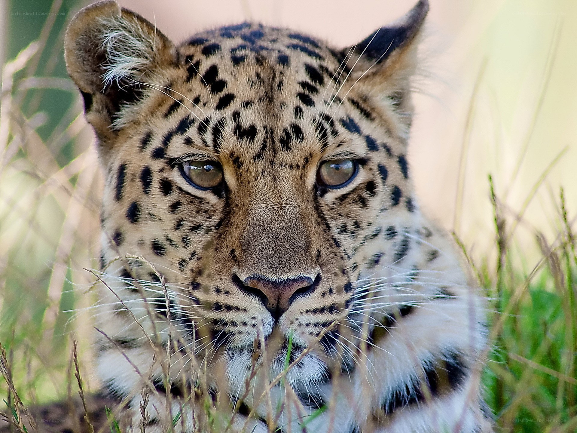 Leopard in tall grass